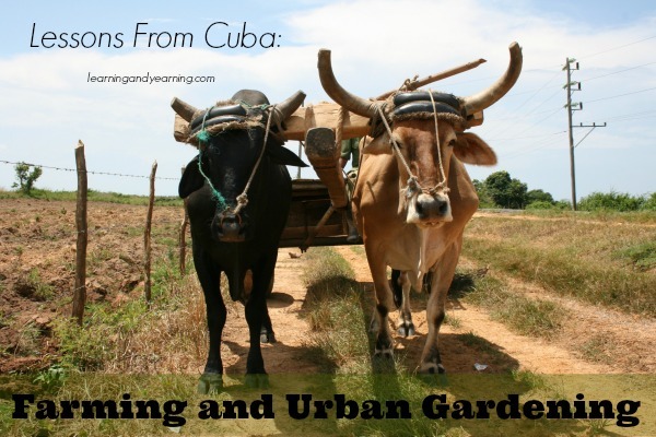 Lessons from Cuba: Farming and Urban Gardening