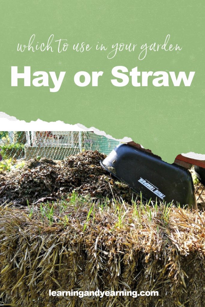 Using Hay As Mulch: Tips On Mulching Your Garden With Hay