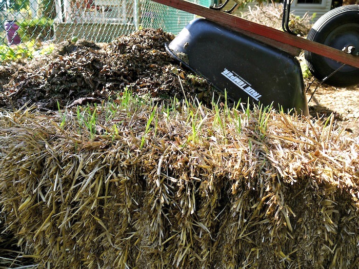 Hay Vs Straw In The Garden Which Is Better