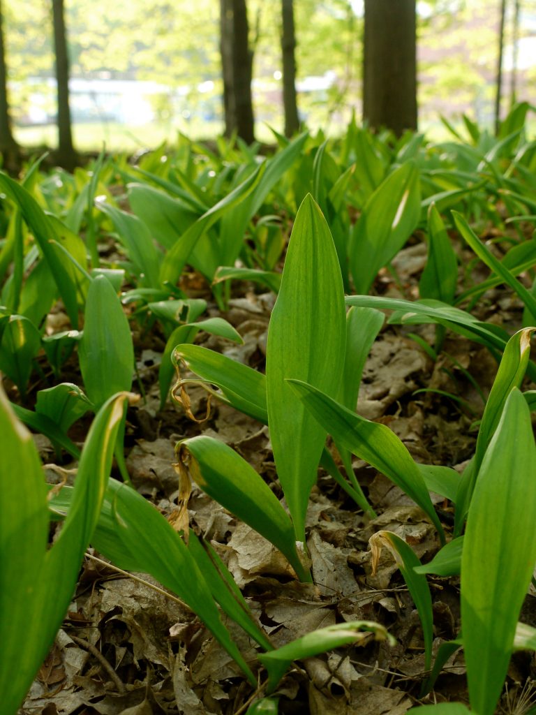wild ramps in the woods in spring