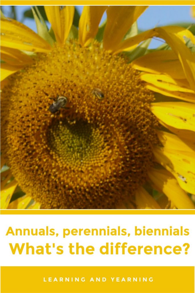Annual, Perennials, Biennials: What's the difference?