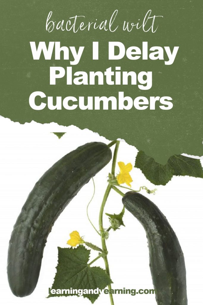 Bacterial wilt: why I delay planting cucumbers!