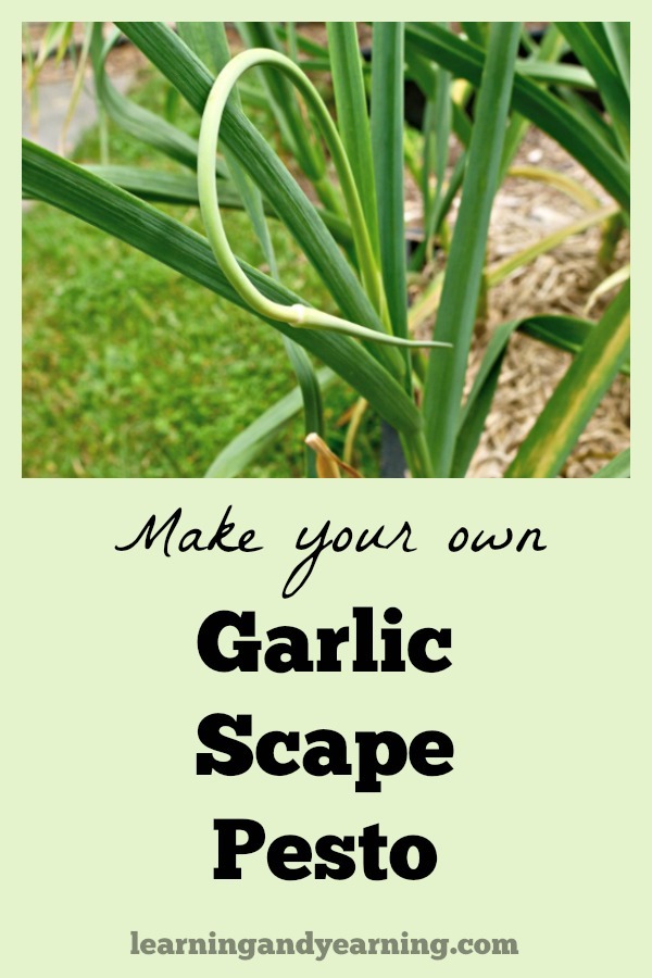 Do you grow garlic? Some types of garlic form curly flower stalks called scapes which can be used to make a fantastic garlic scape pesto.
