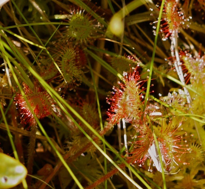 Sundew - another carnivorous plant found in bogs.