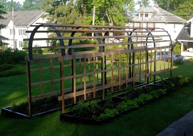 Building a Trellis for Tomato Plants