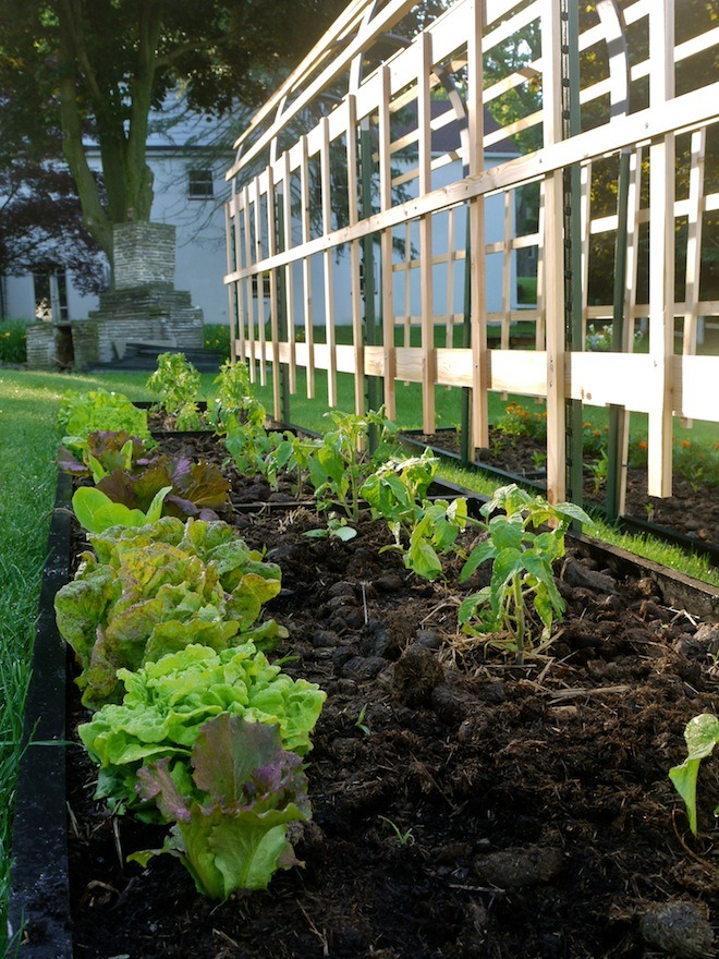 Newly planted tomato plants (with lettuce in front)