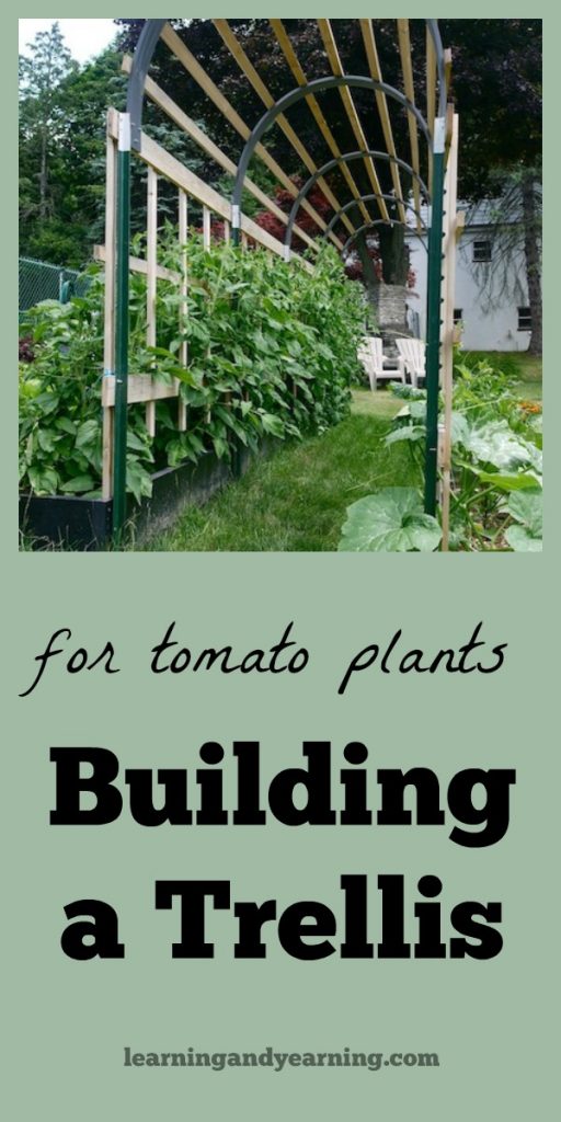 Building a trellis for tomato plants will provide the support your plants need for vigorous growth and healthy air circulation.