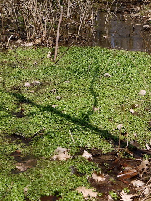 watercress growing in the stream in early spring