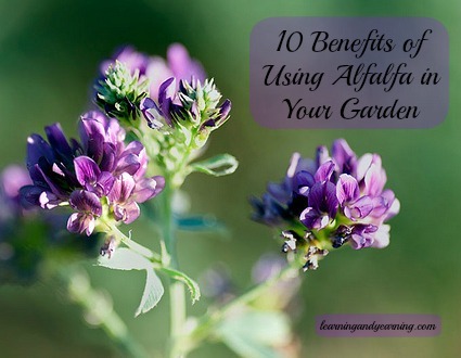 benefits of alfalfa plant in your garden