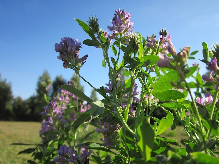 Amazon.com : ALFALFA MEAL PLNT FD 3LB : Patio, Lawn & Garden