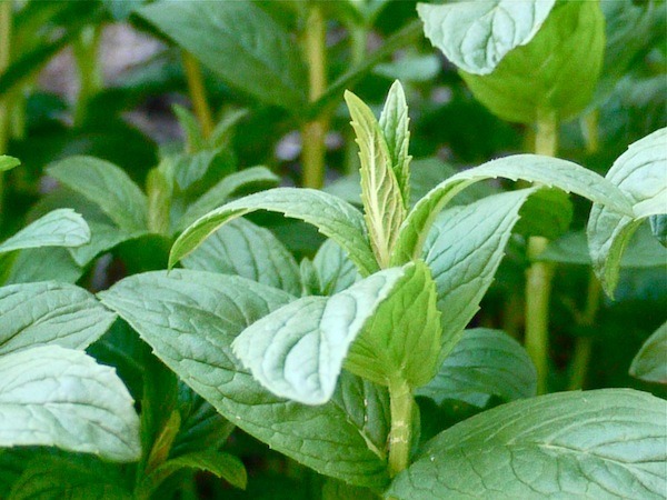12 Great Ways to Use Mint and Tips for Growing It