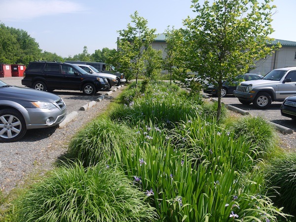 This rain garden captures water from the parking area. Note that the parking area is gravel, which also allows water to penetrate the ground.