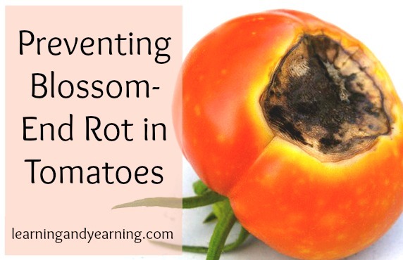 Preventing blossom end rot in tomatoes @learningandyearning
