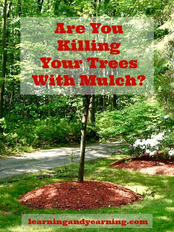 Are you killing your trees with mulch? Mulch is fabulous for trees, but incorrect mulching techniques can stress and even kill your trees.