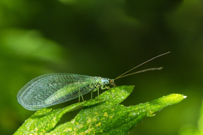 Attracting Beneficial Insects to Your Garden