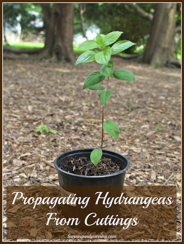 Propagating Hydrangeas From Cuttings - Learning and Yearning