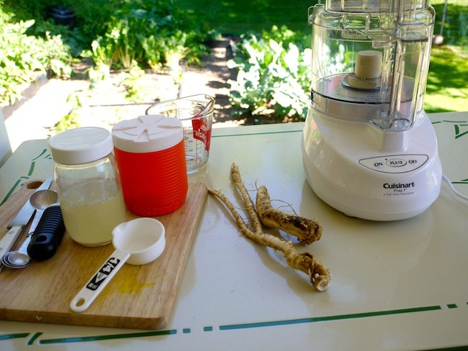 Making homemade lacto-fermented horseradish on the back porch. 