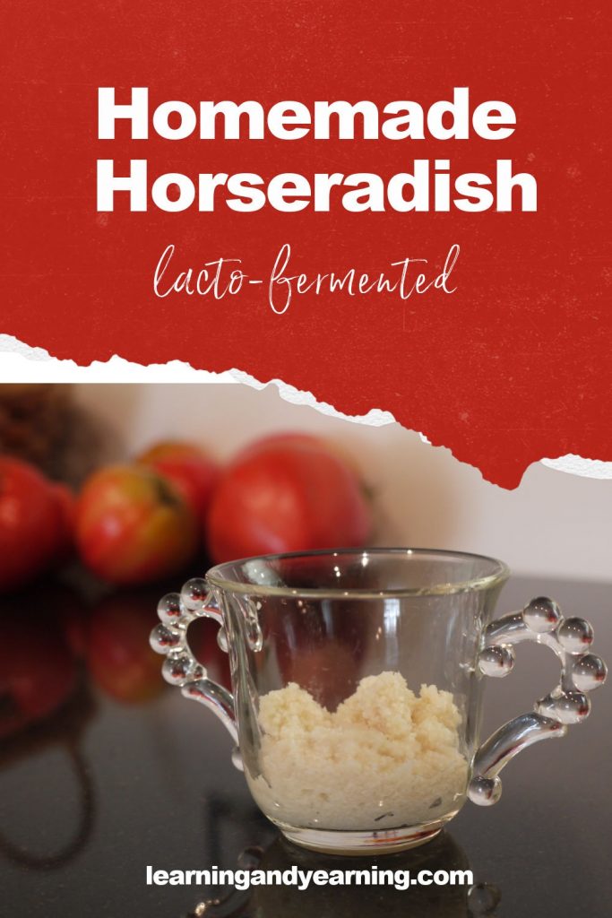 Homemade lacto-fermented horseradish!