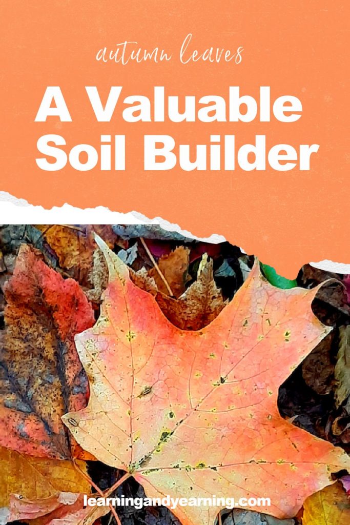 Fall leaves: a valuable soil builder!
