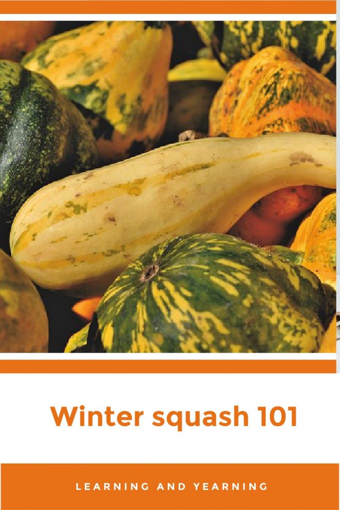 How to plant, harvest, cure, and use winter squash!