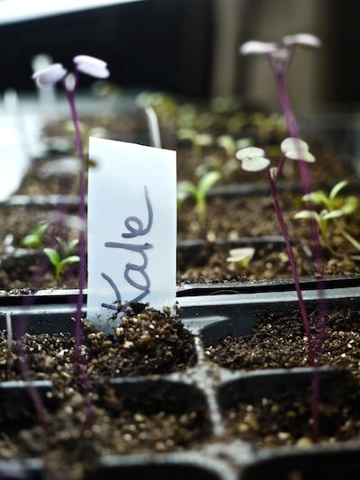 using a fluorescent light for plant growth