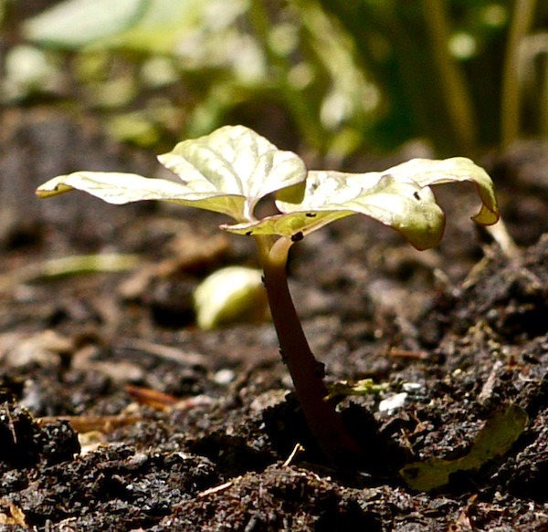 using a fluorescent light for plants