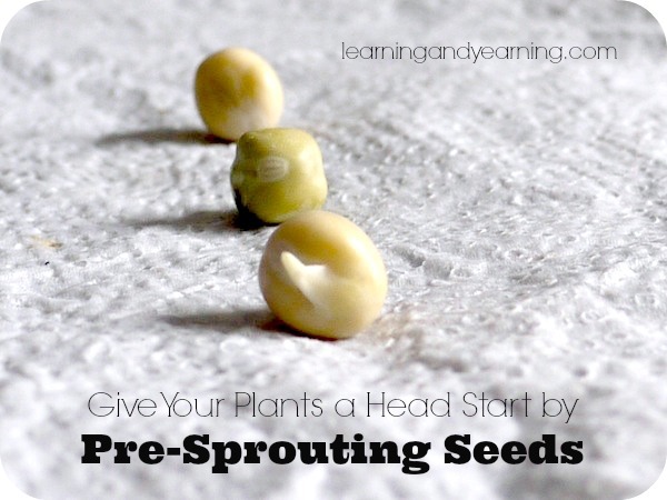 Give Your Plants a Head Start by Pre-Sprouting Seeds