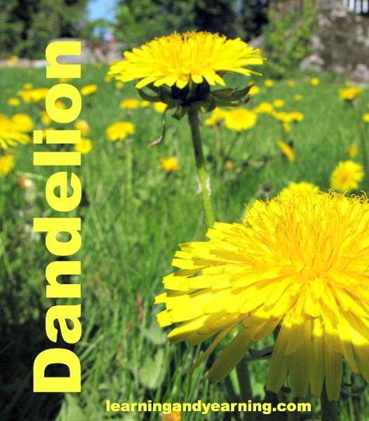 Dandelions: Foraging Them, Eating Them, and Keeping Them Out of Your Lawn