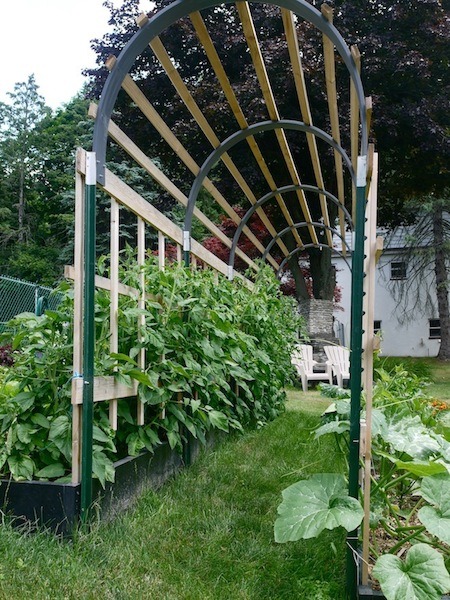 Building a Trellis for Tomato Plants