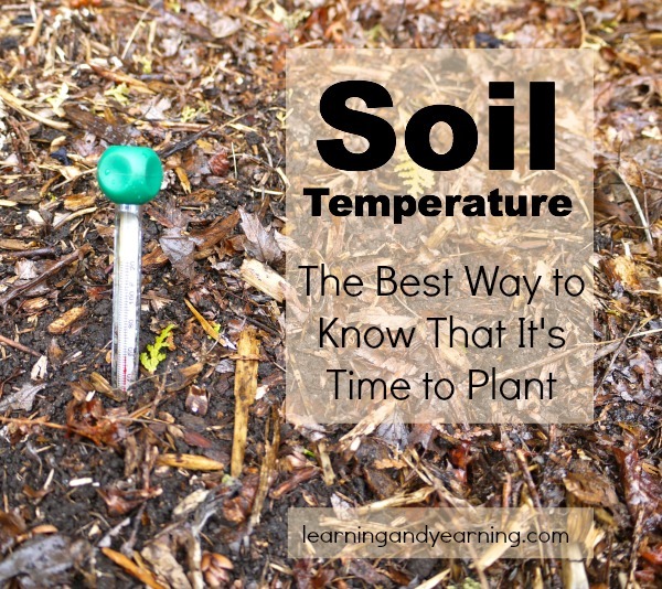 Take your soil's temperature to make sure seeds and plants can