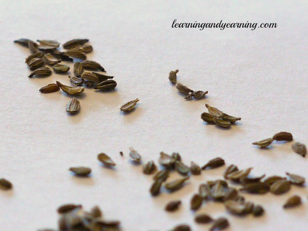 Carrot seeds are tiny and can be difficult to plant.