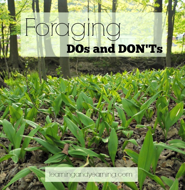 Foraging is a great way to get outside and enjoy nature, but be sure you understand the do's and don'ts before heading out. These foraging tips will help!