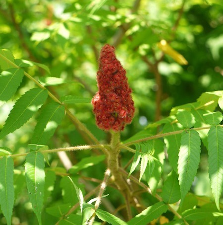 Staghorn Sumac - foraging tips