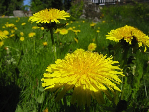 dandelion - foraging tips