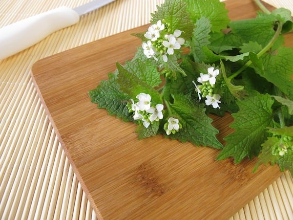 Garlic Mustard - foraging tips