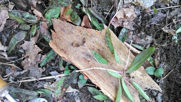Trout Lily Corms and Leaves - foraging tips