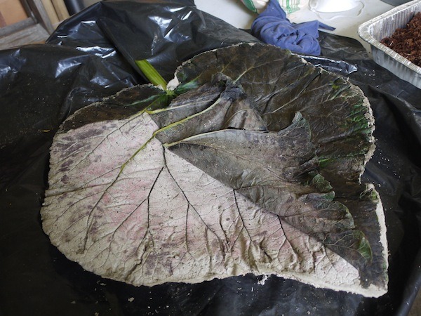 Sculpt a birdbath from a rhubarb leaf