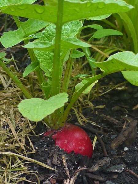 Radish - In the garden