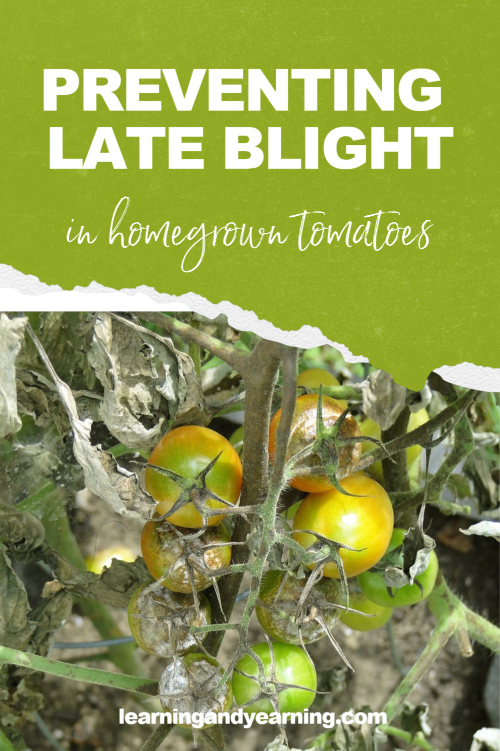 ZEOLITE in the garden! For late blight and bed bugs on tomatoes! 