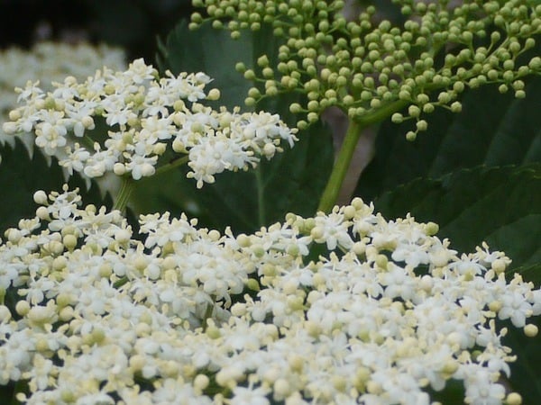 Elder Flower