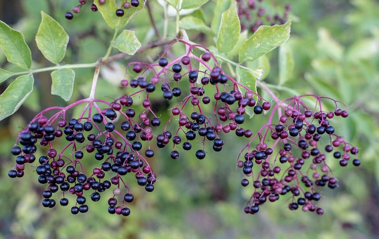 The purple red black elderberry grows in clusters.