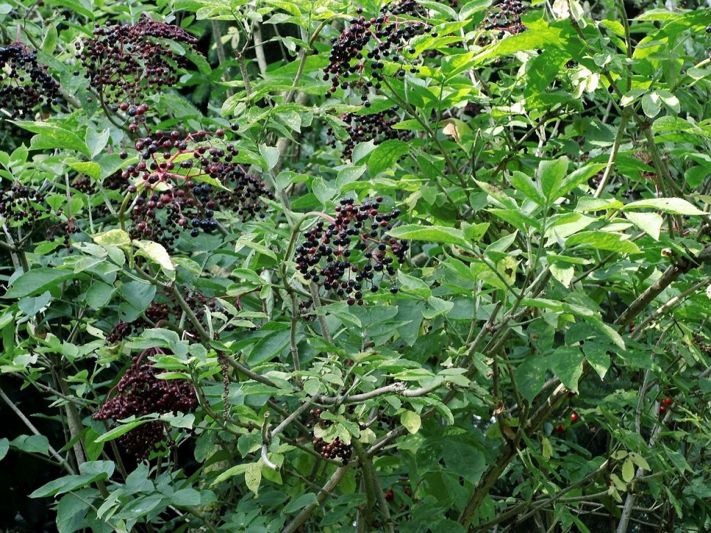 Elderberry bush