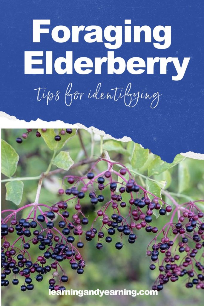 Foraging elderberry - tips for identifying elderberry and using it!