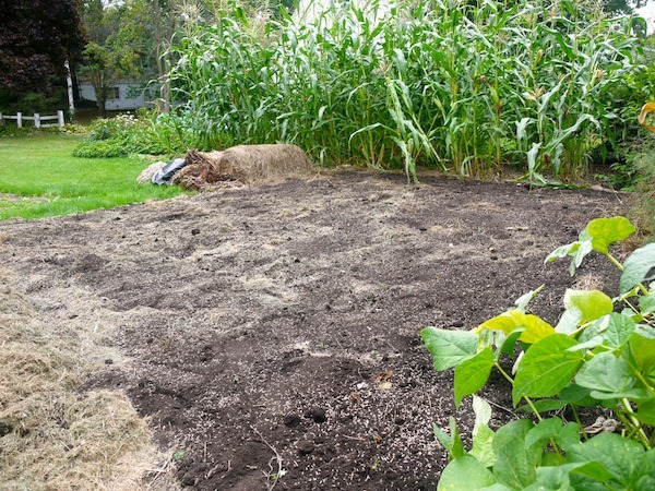 In a garden building healthy soil is vital. It's recommended that cover crops be dug into the soil but I'm experimenting with using them in a no-dig garden.