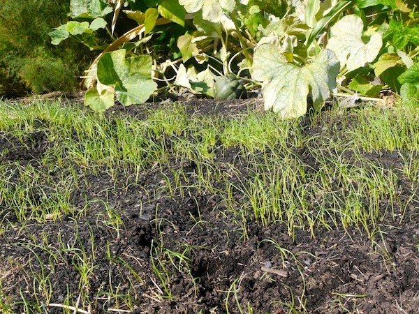 In a garden building healthy soil is vital. It's recommended that cover crops be dug into the soil but I'm experimenting with using them in a no-dig garden.