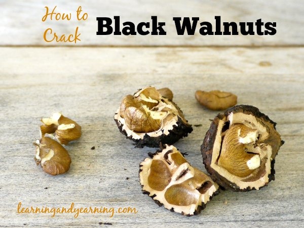 How to crack black walnuts, plus links to recipes and more!