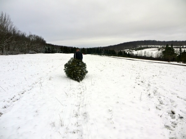 dragging the tree