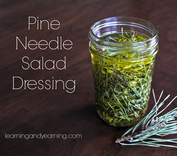 Pine needle salad dressing is a great way to add flavor and nutrients to your salad. And most likely you won't have to go far to forage the pine needles.
