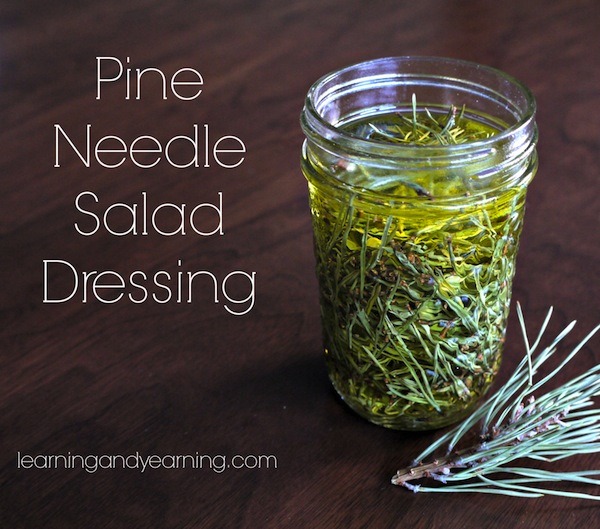 https://learningandyearning.com/wp-content/uploads/2015/01/Pine-Needle-Salad-Dressing.jpg