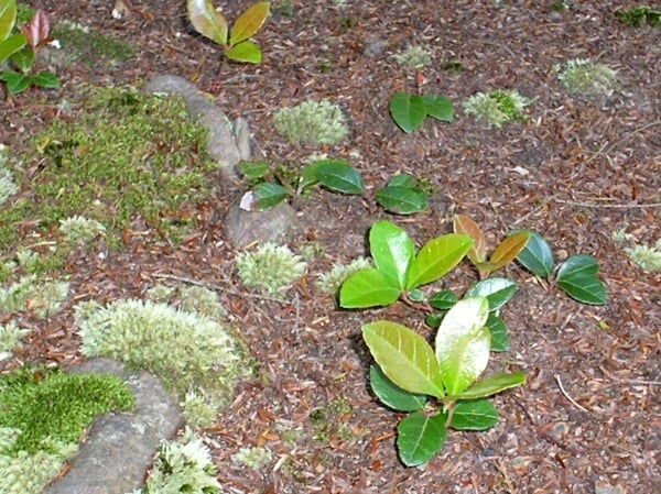 If you've foraged wintergreen and used it to make wintergreen tea, you may have been disappointed. Here's how to get delicious flavor out of those leaves.